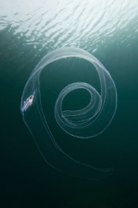 [:b:]"@"[:/b:]
Venus's girdle  (Cestum veneris) by Roland Bach 